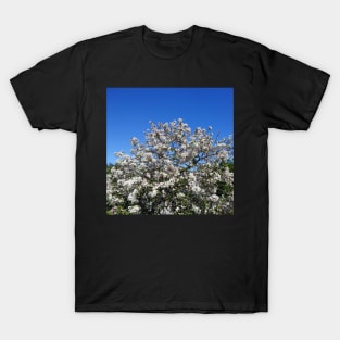White apple blossom, blue sky T-Shirt